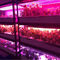 Indoor CXB 3590 Bridgelux Spektrum Penuh Led Cob Chip Grow Light